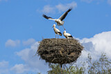 Image. White Stork
