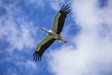 Image. White Stork