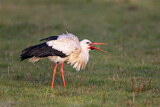 Image. White Stork
