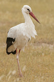 Image. White Stork