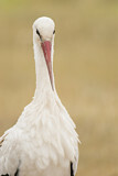 Image. White Stork