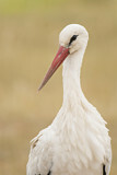 Image. White Stork