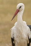 Image. White Stork