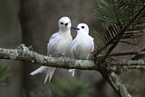 Image. White Tern