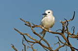 Image. White Tern