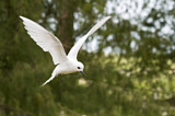 Image. White Tern