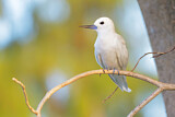 Image. White Tern