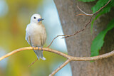 Image. White Tern