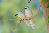 Image. White Tern