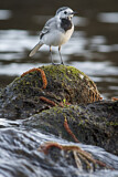 Image. White Wagtail