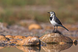 Image. White Wagtail