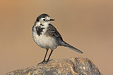Image. White Wagtail