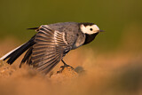 Image. White Wagtail