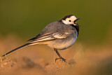 Image. White Wagtail