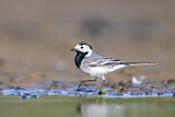 Image. White Wagtail