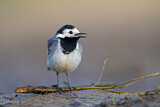 Image. White Wagtail