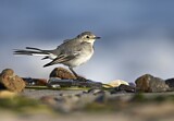 Image. White Wagtail