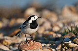 Image. White Wagtail