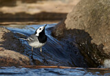 Image. White Wagtail