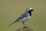 Image. White Wagtail