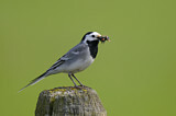 Image. White Wagtail