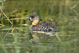 Image. White-backed Duck