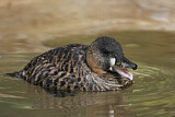Image. White-backed Duck