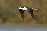 Image. White-backed Stilt