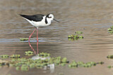 Image. White-backed Stilt