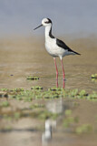 Image. White-backed Stilt
