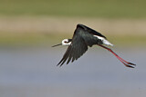Image. White-backed Stilt