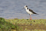 Image. White-backed Stilt