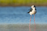 Image. White-backed Stilt