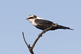 Image. White-backed Swallow