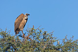Image. White-backed Vulture