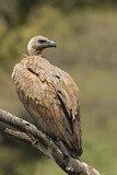 Image. White-backed Vulture