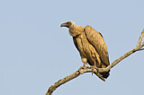 Image. White-backed Vulture