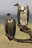Image. White-backed Vulture
