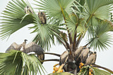 Image. White-backed Vulture
