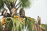 Image. White-backed Vulture