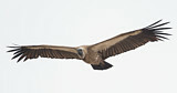 Image. White-backed Vulture