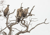 Image. White-backed Vulture
