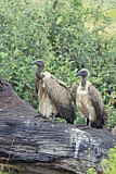 Image. White-backed Vulture