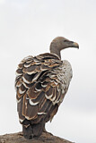 Image. White-backed Vulture