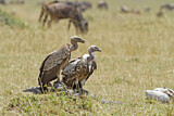 Image. White-backed Vulture