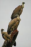 Image. White-backed Vulture