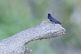 Image. White-banded Swallow