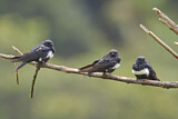 Image. White-banded Swallow