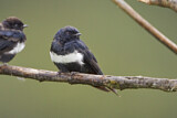 Image. White-banded Swallow