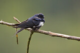 Image. White-banded Swallow